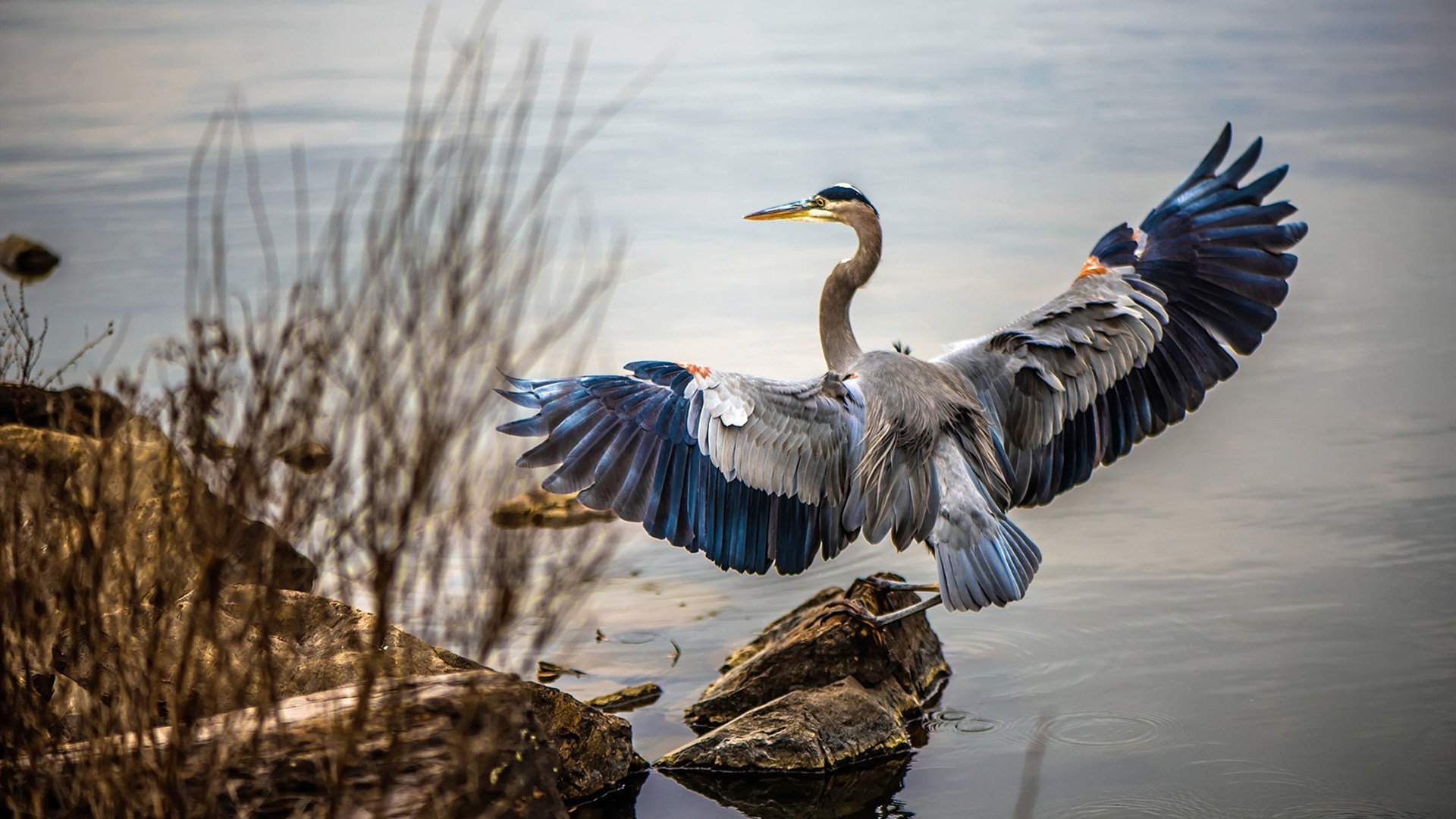 从马赛到世界,法比尼奥的硬仗哲学带领厄瓜多尔破茧成蝶