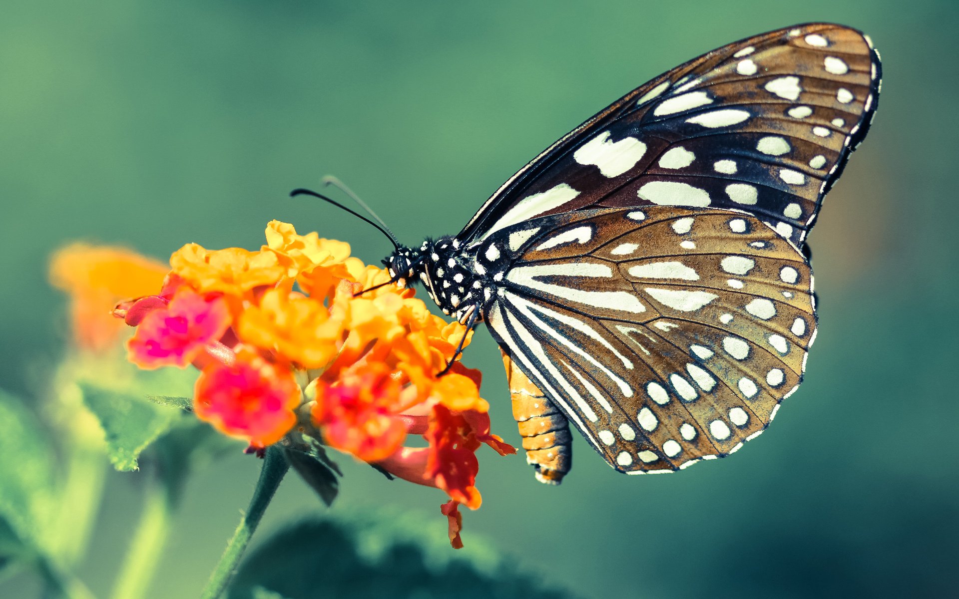 唯一性闪耀绿茵，多特蒙德稳健征服芬兰，劳塔罗国家德比接管比赛的传奇时刻