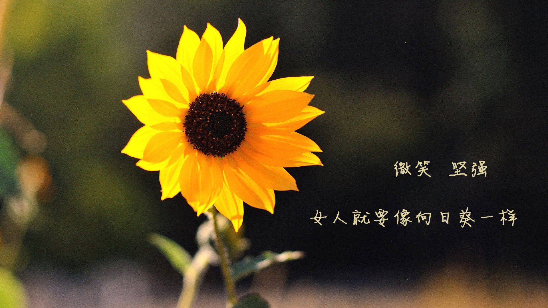 冰与火的对话，奥亚尔萨瓦尔的终局魔法，如何让巴拉圭的叹息变成佛罗伦萨的赞歌