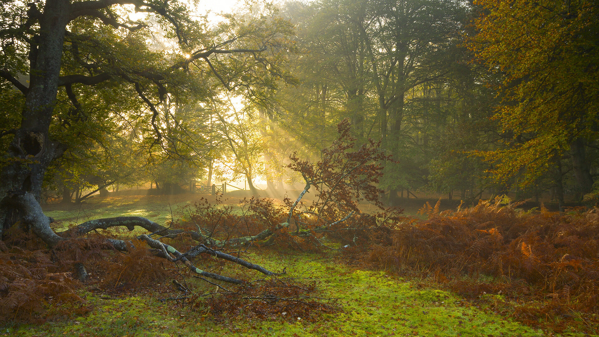 跨维度战报，数字投影库里在多伦多与世界杯赛场上同步书写传奇