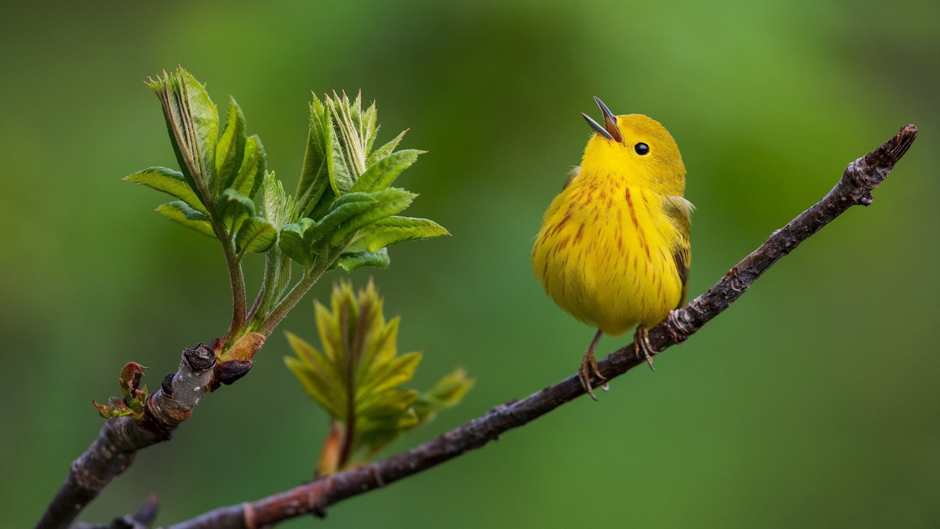 唯一焦点，火箭在年度巅峰战中力克快船