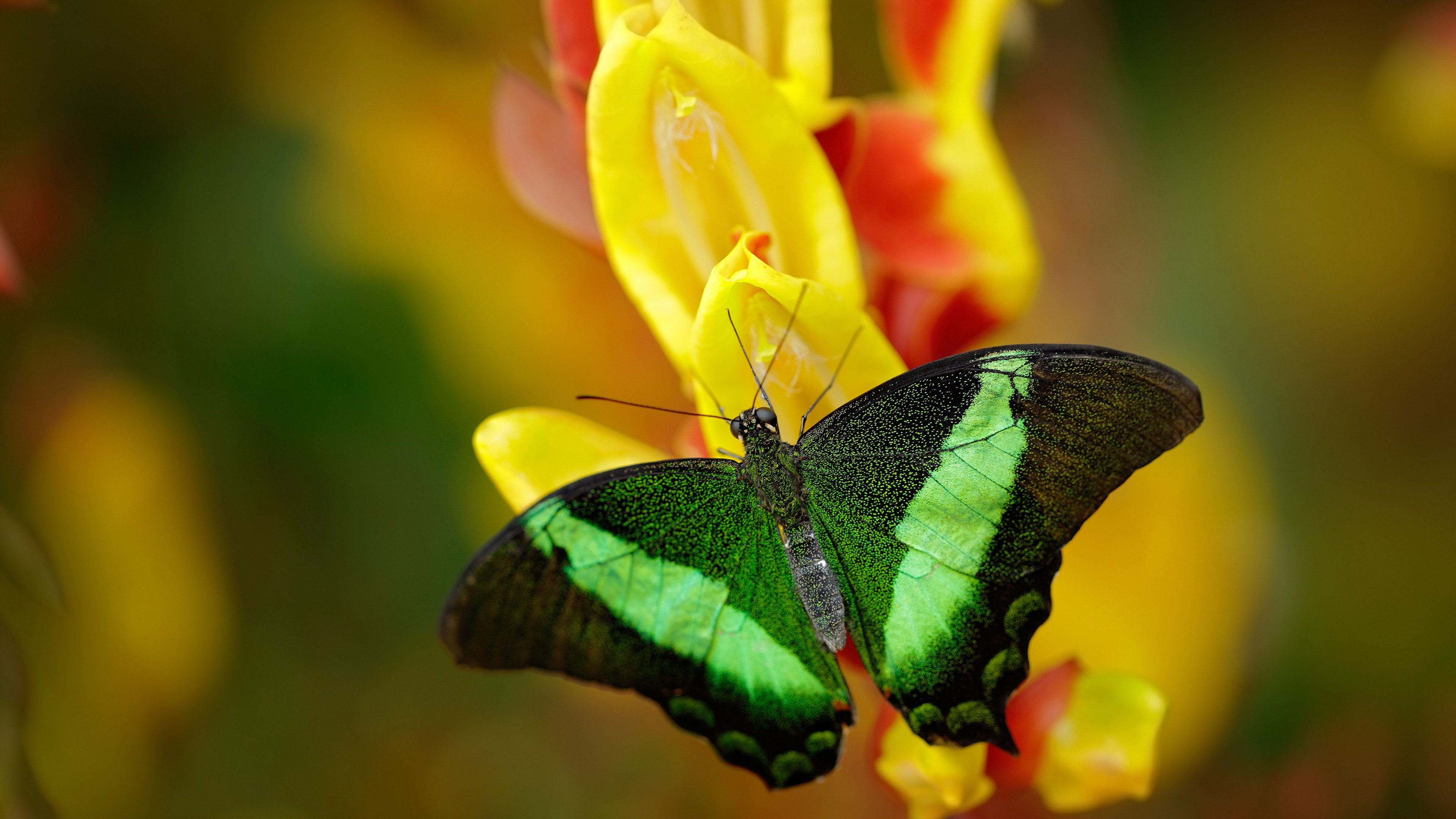 双面神的对决,国家德比与命运翻盘的足球启示录