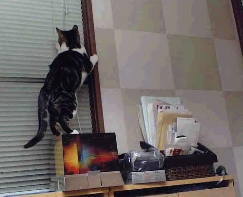 当天赋遇见体系,佩德里的星光与冰岛的极昼