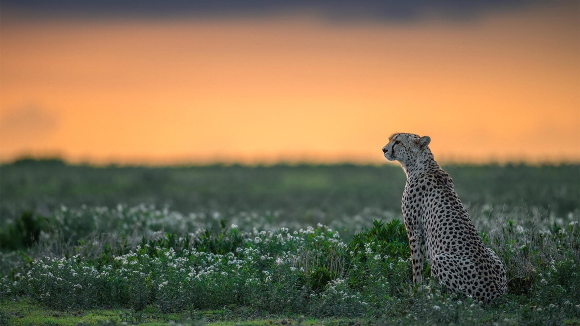快船险胜尼克斯,洛城新浓眉曼恩成关键胜负手