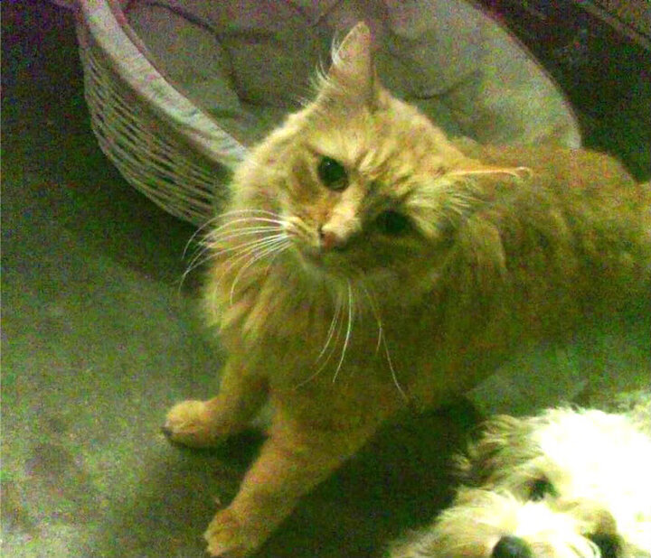 中场艺术与绝杀之刃，若日尼奥的爆发与贝蒂斯的乌克兰惊魂夜