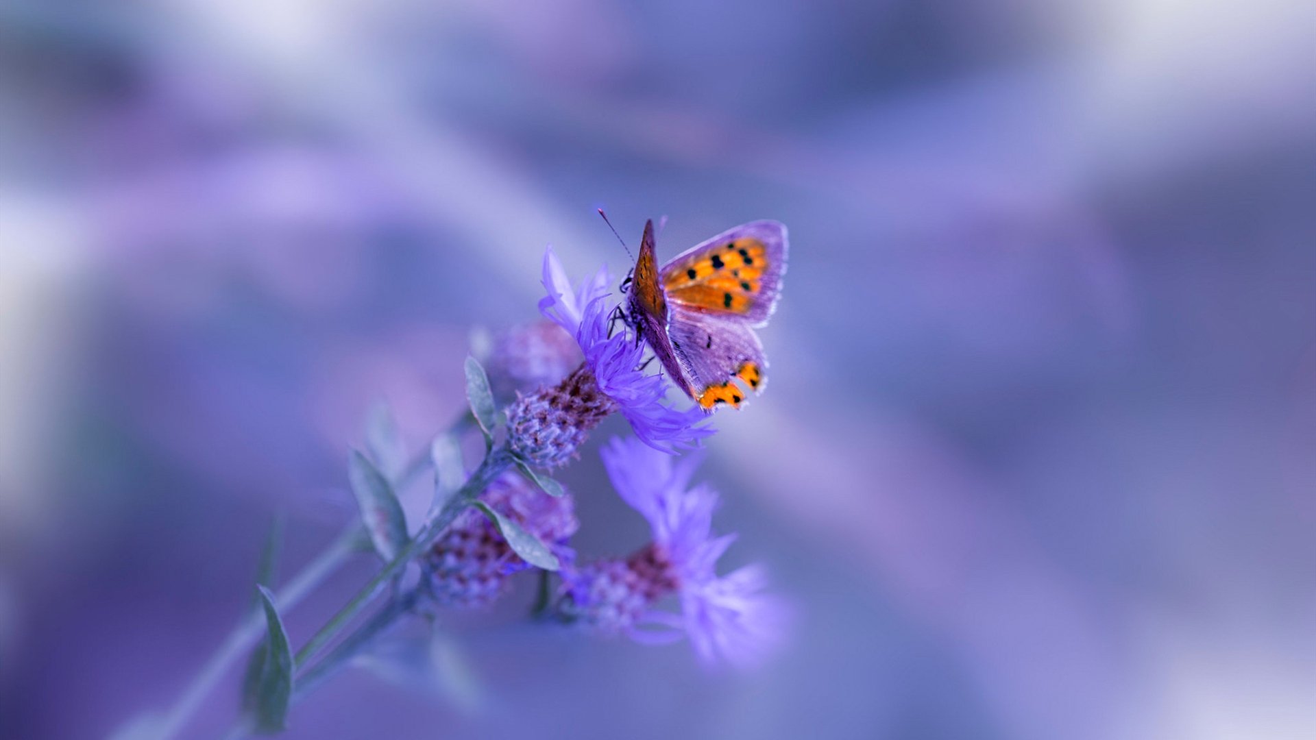 山西汾酒凿穿孟菲斯，当CBA黑马在平行时空打穿灰熊