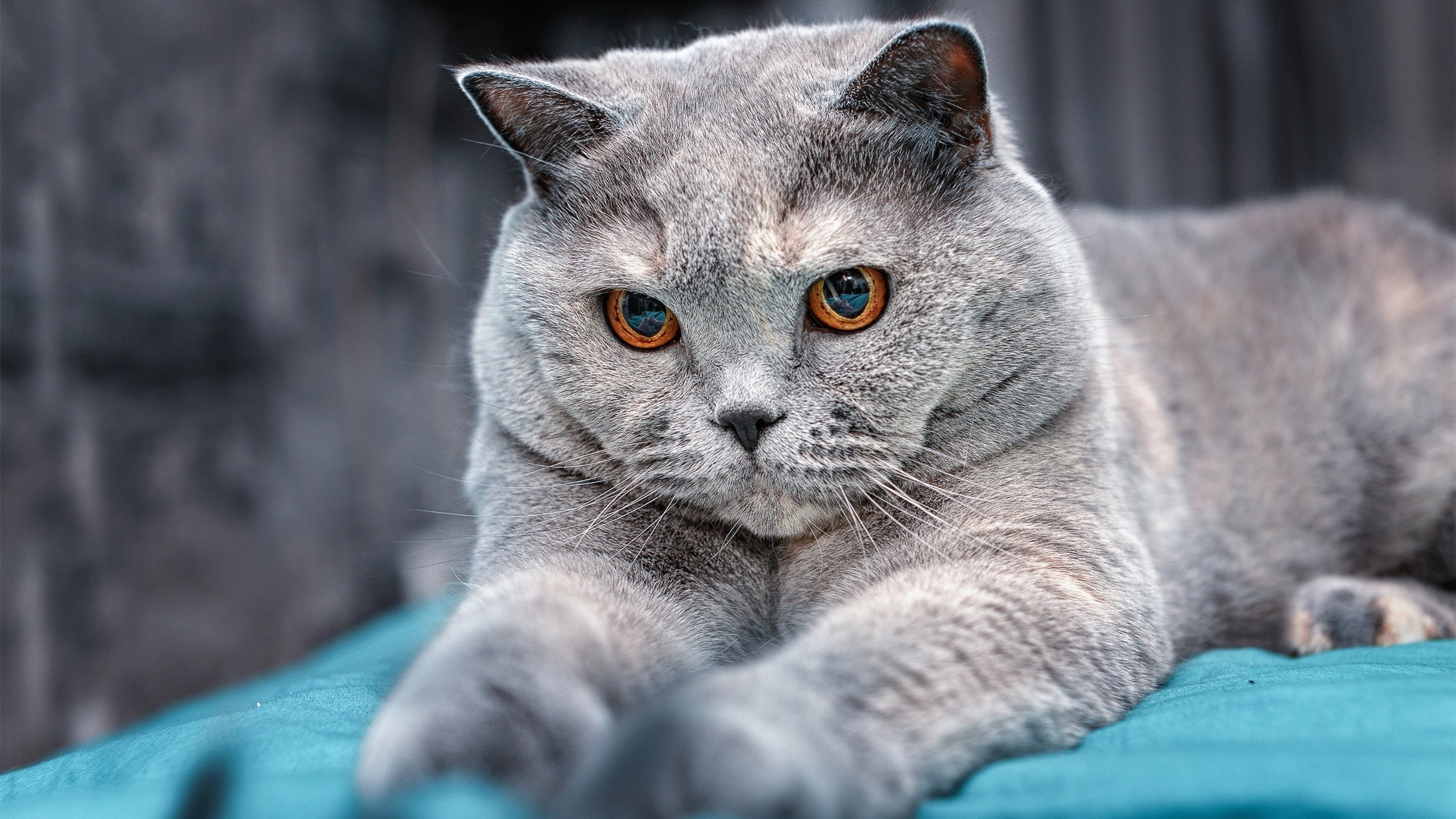 一位新王的加冕夜，奥斯梅恩如何撕裂旧秩序的黄昏