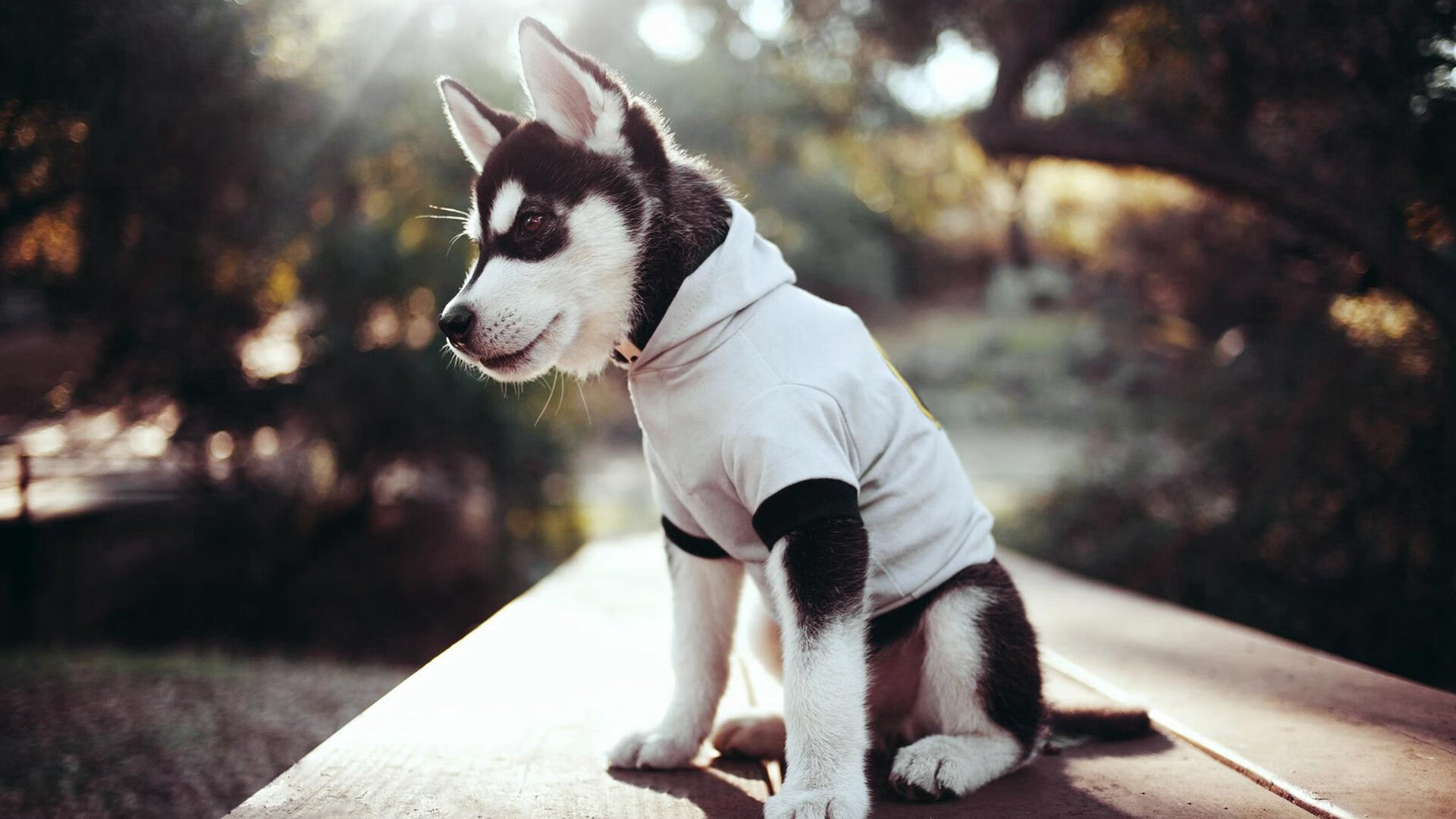 跨联赛的宿敌对决，掘金击溃辽宁队，哈登成关键先生