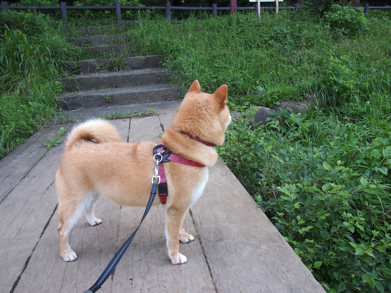 双星闪耀，劳塔罗爆发引领胜利，威尔士力克伊朗挺进决赛