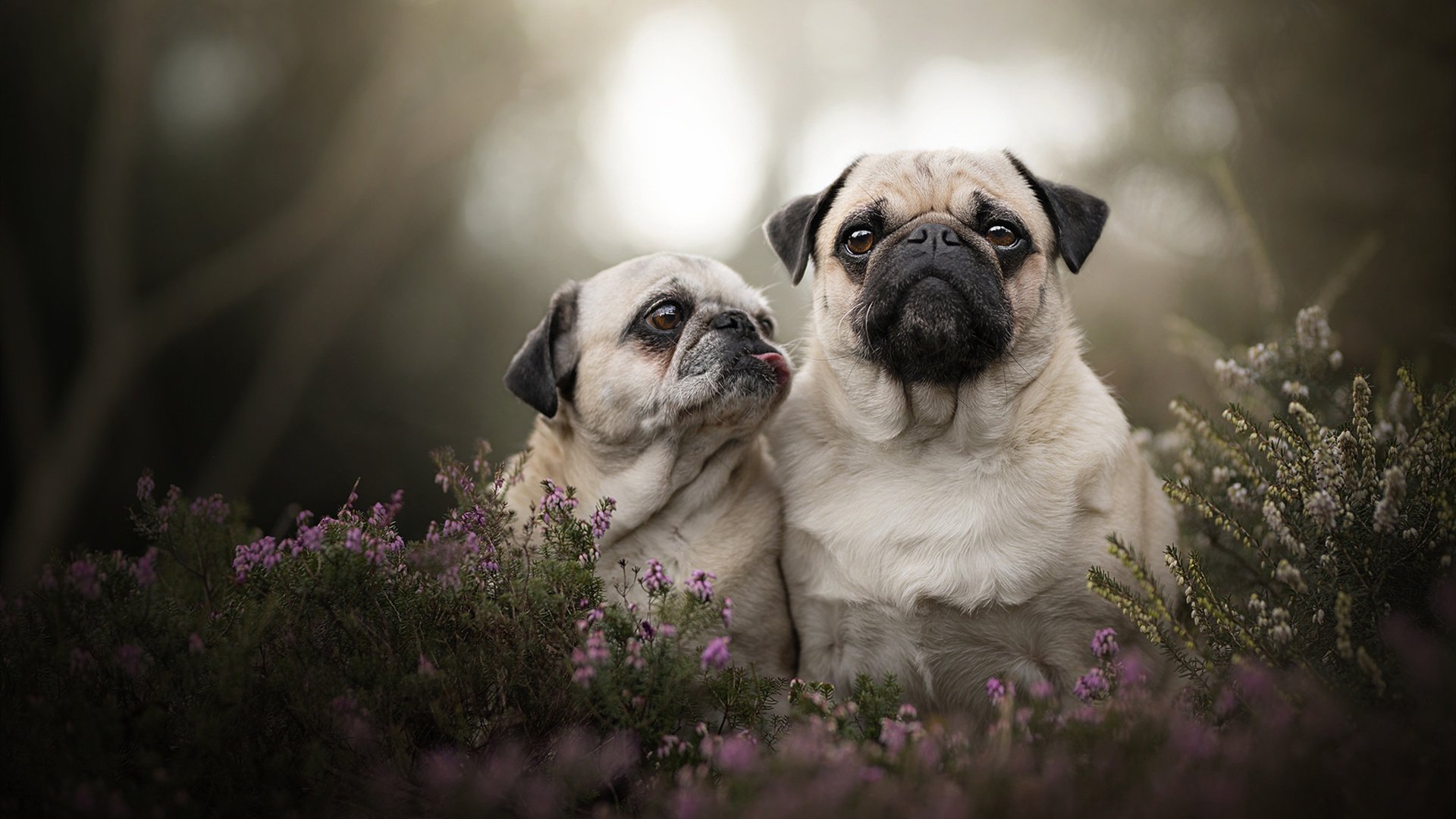 美加墨世界杯之夜，小贾伦如何用90分钟定义巨星