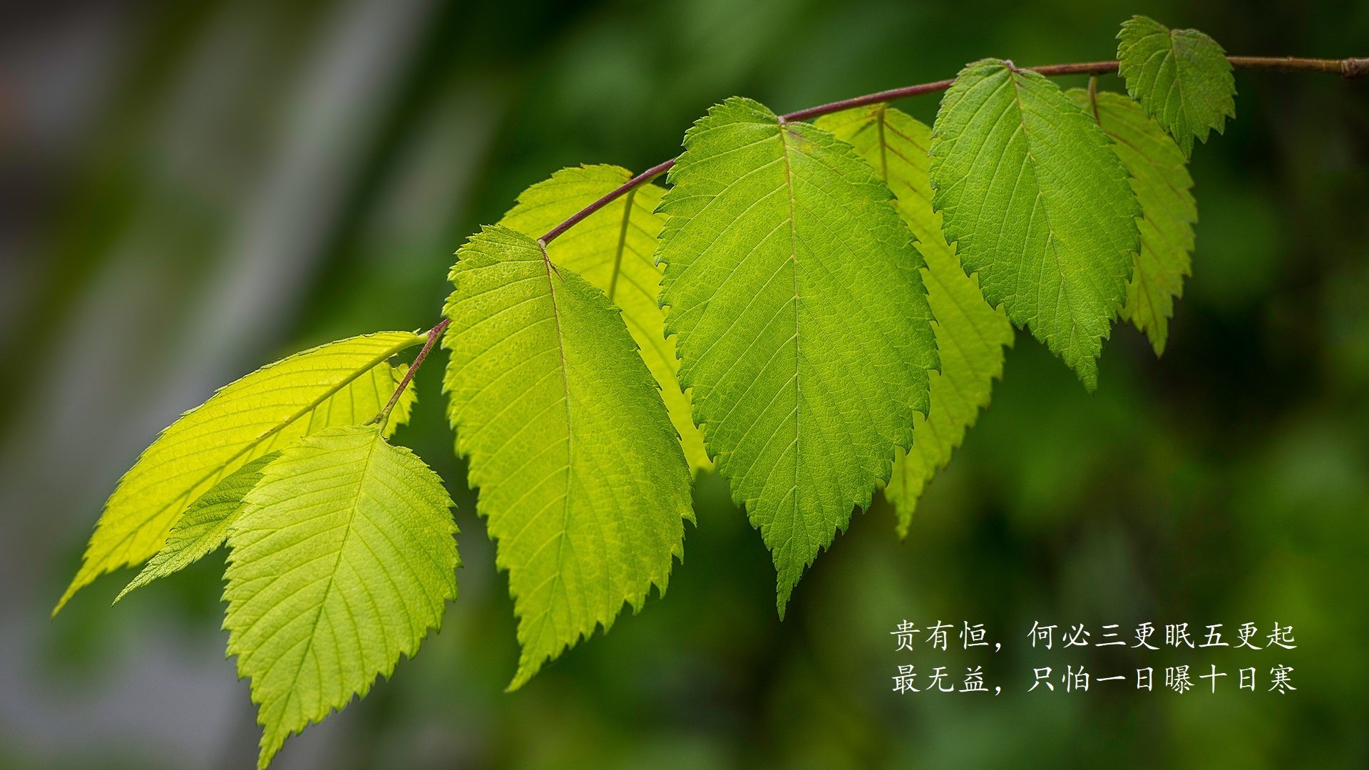 巨塔崩塌之夜，当西亚卡姆成为世界排名争夺战的定盘星